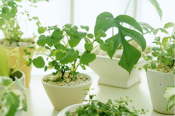 室内植物